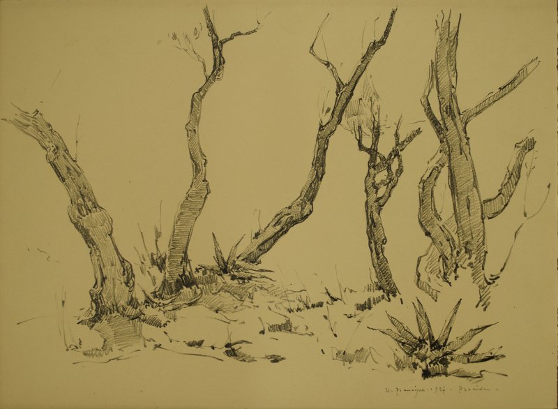 1927 - Alberi di ulivo e piante di agave a Procida